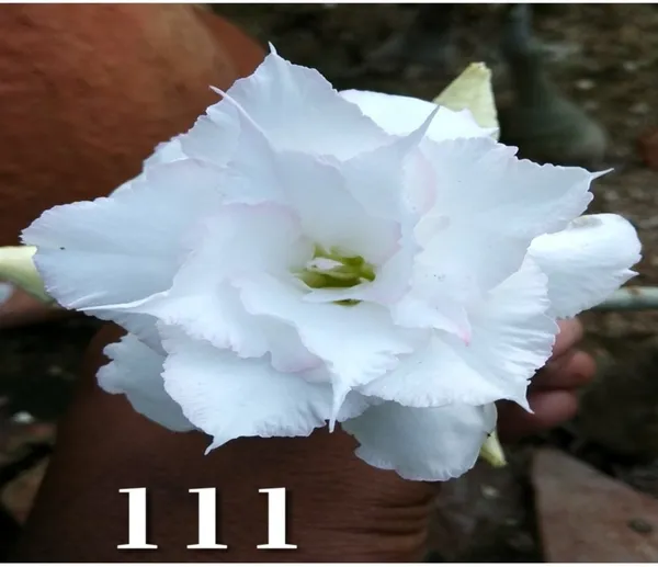 Grafted_Adenium_Plant_Cr111_Without_Pots