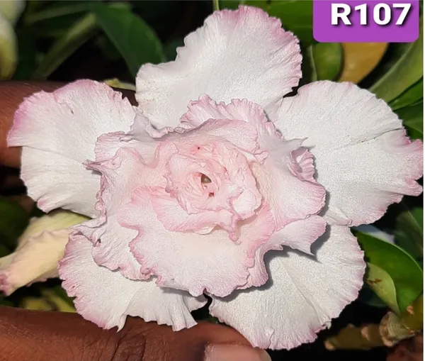 Grafted_Adenium_Plant_|_Without_Pots