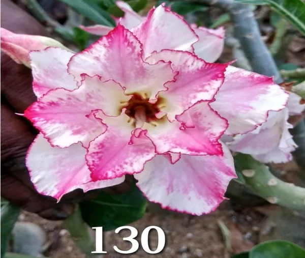 Grafted_Adenium_Plant_Cr130_Without_Pots