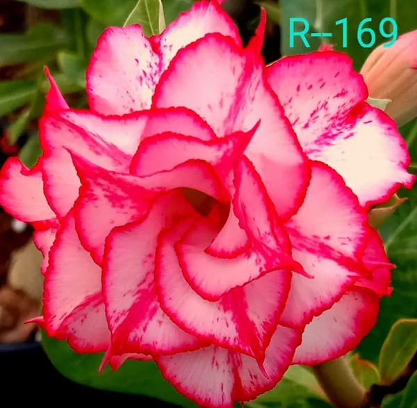 Grafted_Adenium_Plant_|_Without_Pots