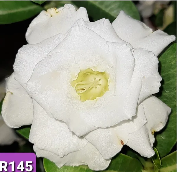Grafted_Adenium_Plant_Cr145_Without_Pots