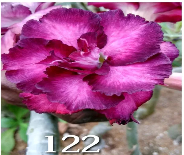 Grafted_Adenium_Plant_Cr122_Without_Pots