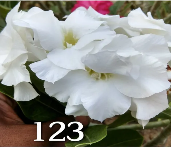 Grafted_Adenium_Plant_Cr123_Without_Pots