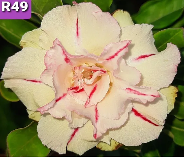 Grafted_Adenium_Plant_Cr49_Without_Pots