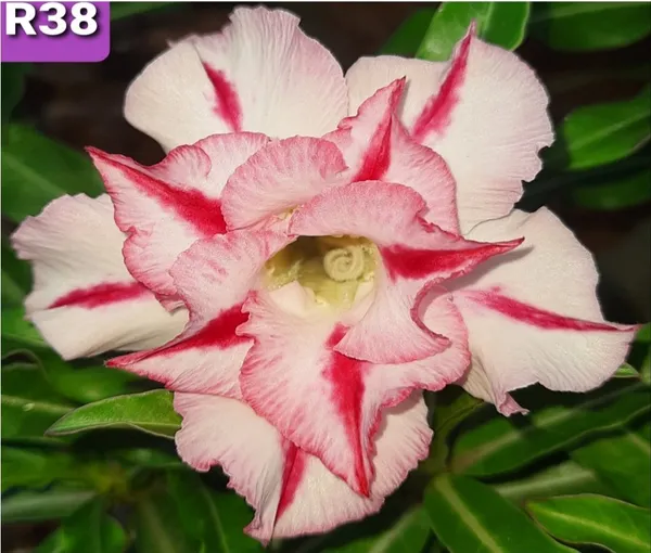 Grafted_Adenium_Plant_|_Without_Pots