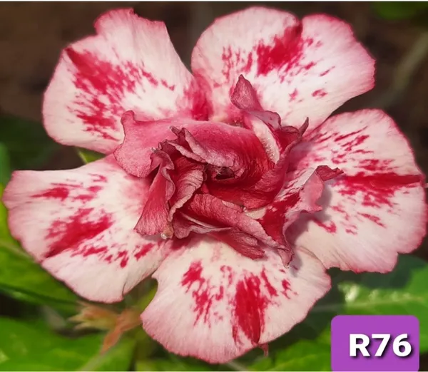 Grafted_Adenium_Plant_Cr76_Without_Pots