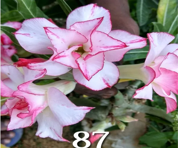 Grafted_Adenium_Plant_|_Without_Pots