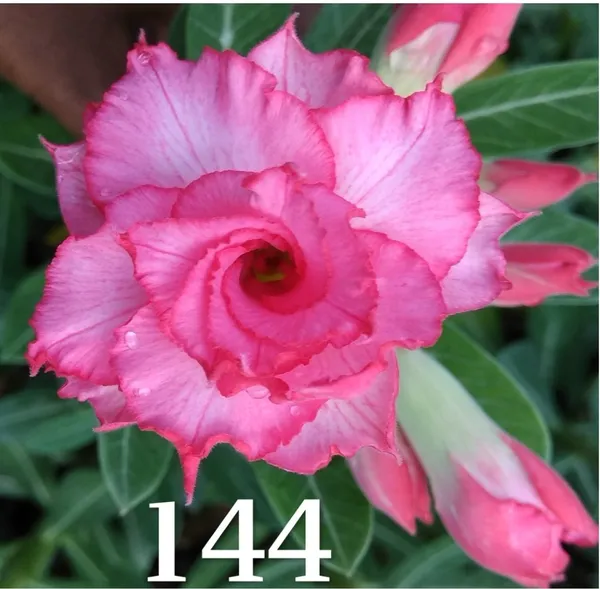 Grafted_Adenium_Plant_Cr144_Without_Pots
