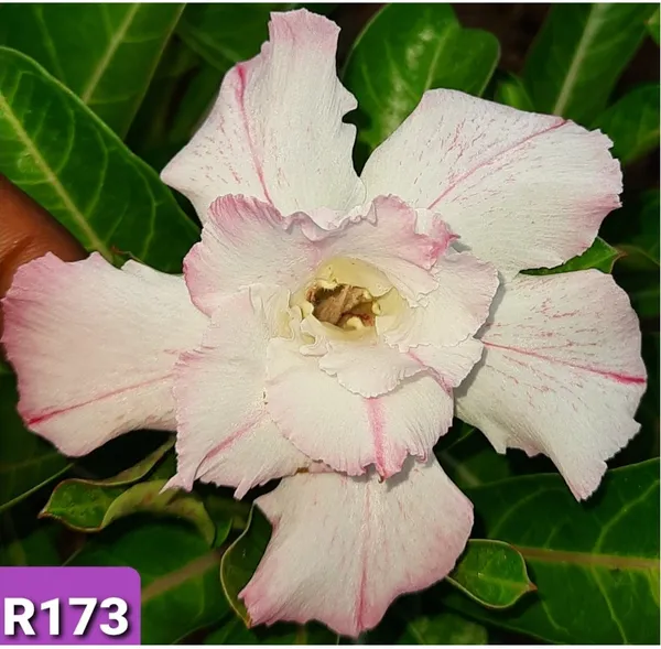 Grafted_Adenium_Plant_Cr173_Without_Pots