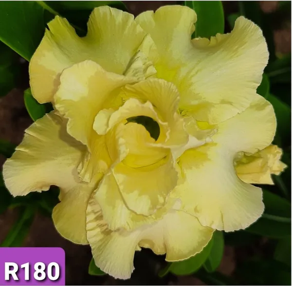Grafted_Adenium_Plant_Cr180_Without_Pots