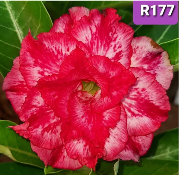 Grafted_Adenium_Plant_Cr177_Without_Pots