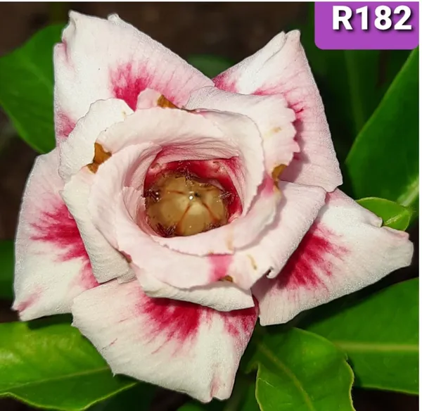 Grafted_Adenium_Plant_Cr182_Without_Pots