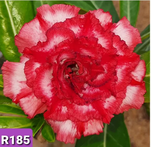 Grafted_Adenium_Plant_Cr185_Without_Pots