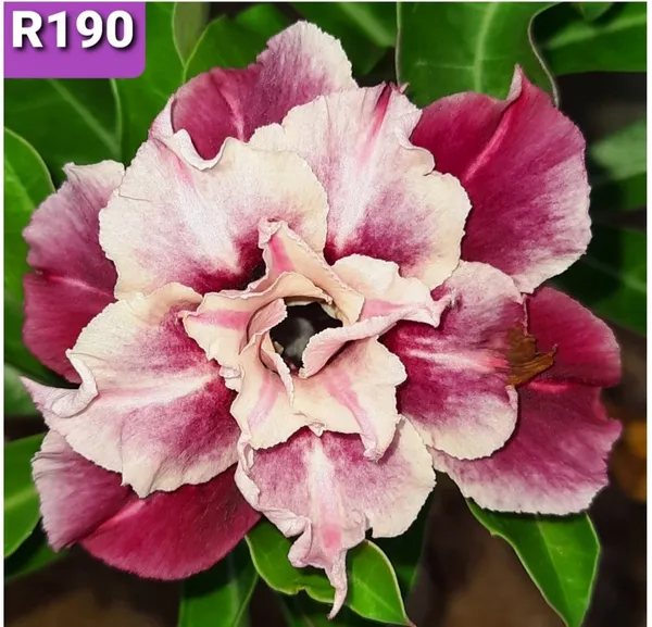 Grafted_Adenium_Plant_Cr190_Without_Pots