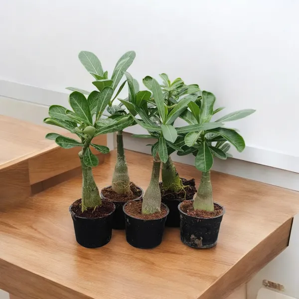 Grafted_Adenium_Plant_Cr188_Without_Pots