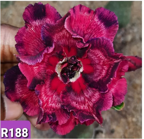 Grafted_Adenium_Plant_Cr188_Without_Pots