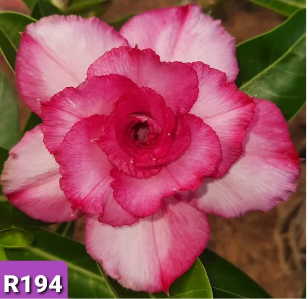 Grafted_Adenium_Plant_Cr194_Without_Pots
