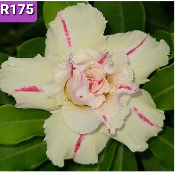 Grafted_Adenium_Plant_Cr175_Without_Pots