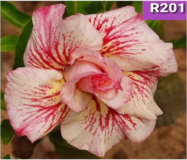 Grafted_Adenium_Plant_Cr201_Without_Pots
