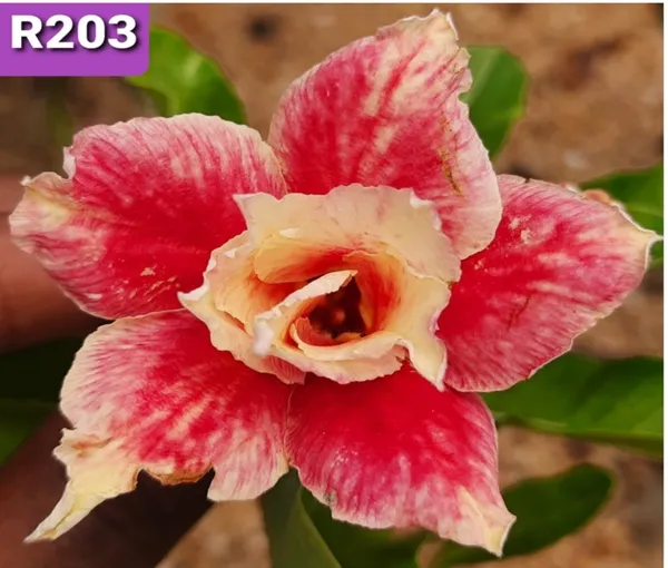 Grafted_Adenium_Plant_|_Without_Pots