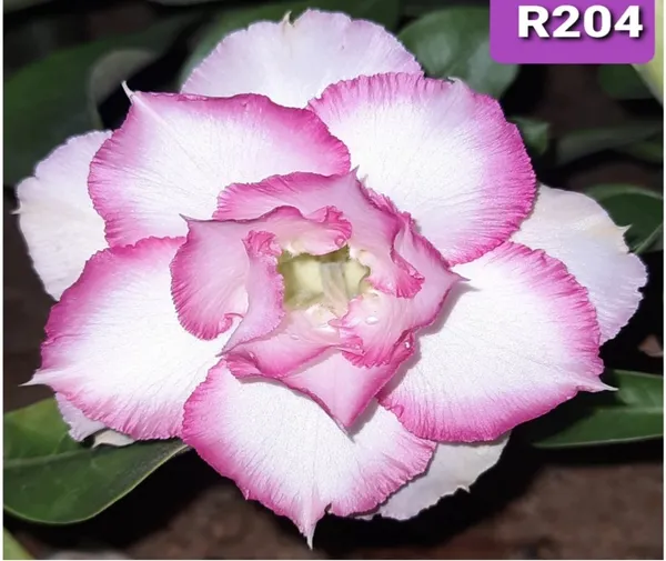 Grafted_Adenium_Plant_Cr204_Without_Pots