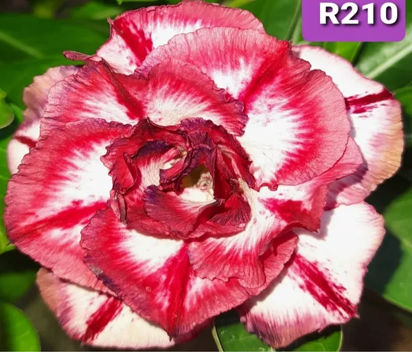 Grafted_Adenium_Plant_Cr210_Without_Pots