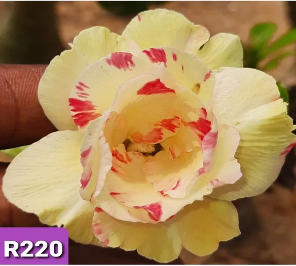 Grafted_Adenium_Plant_Cr220_Without_Pots