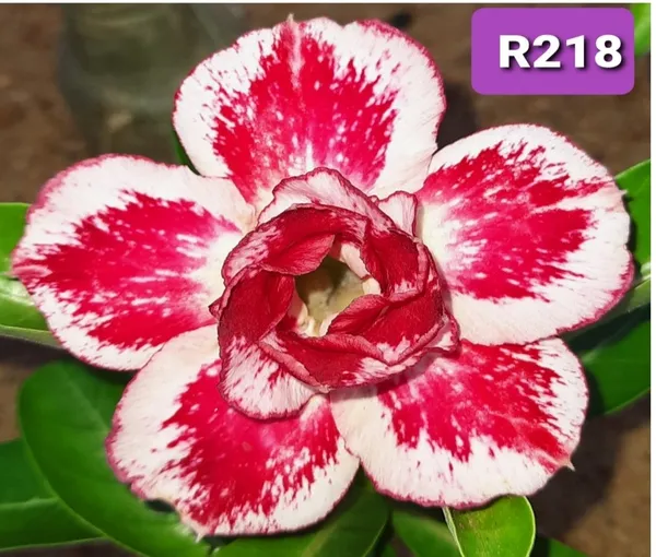Grafted_Adenium_Plant_Cr218_Without_Pots