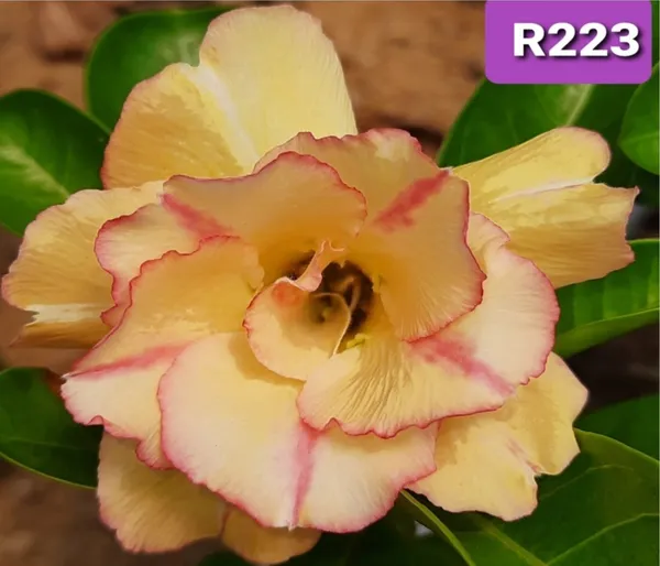 Grafted_Adenium_Plant_Cr223_Without_Pots