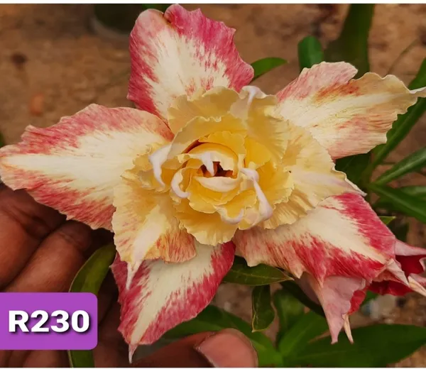 Grafted_Adenium_Plant_Cr230_Without_Pots