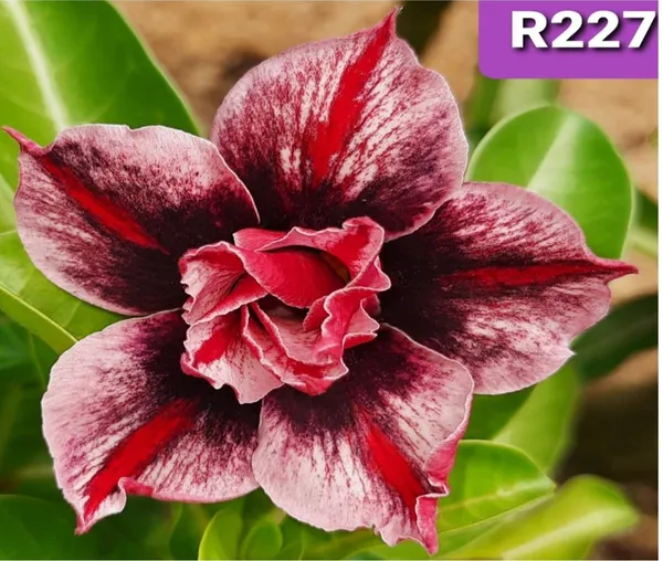 Grafted_Adenium_Plant_Cr227_Without_Pots