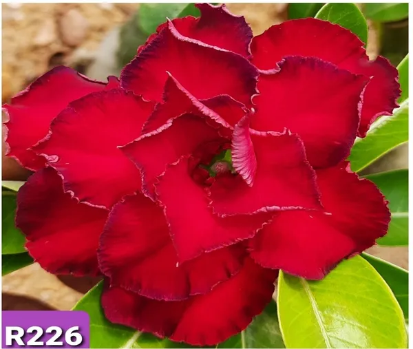 Grafted_Adenium_Plant_Cr226_Without_Pots