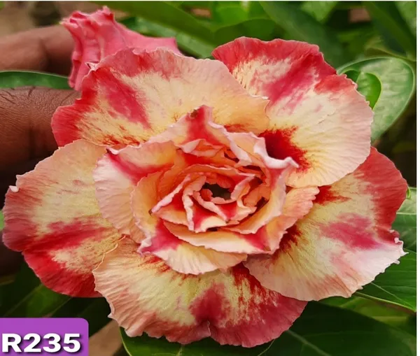 Grafted_Adenium_Plant_Cr235_Without_Pots