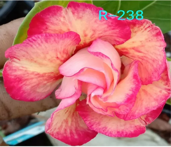 Grafted_Adenium_Plant_Cr238_Without_Pots