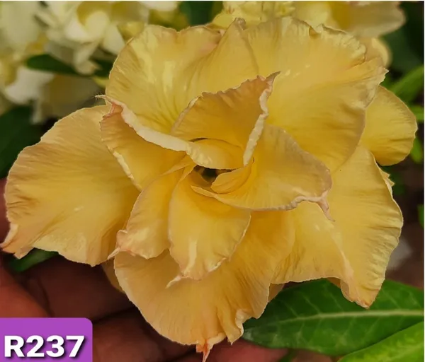 Grafted_Adenium_Plant_Cr237_Without_Pots