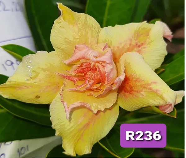Grafted_Adenium_Plant_Cr236_Without_Pots