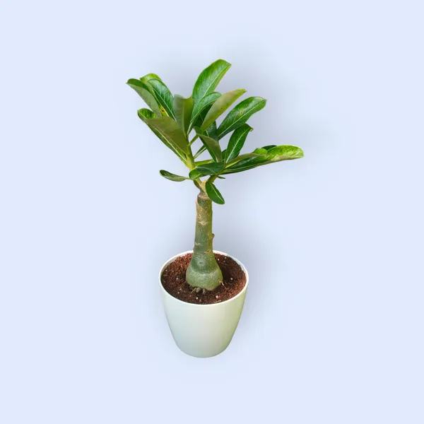 Grafted_Adenium_Plant_Cr236_Without_Pots