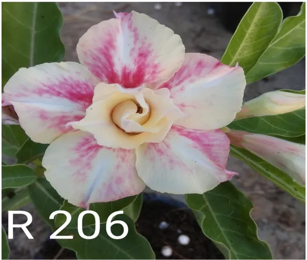 Grafted_Adenium_Plant_Cr206_Without_Pots