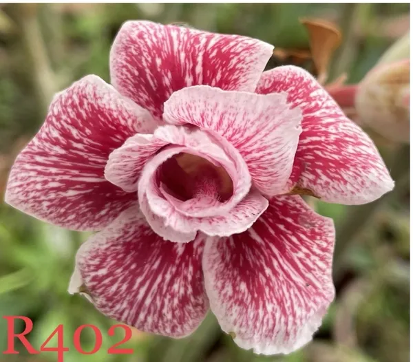 Grafted_Adenium_Plant_R402_Without_Pots
