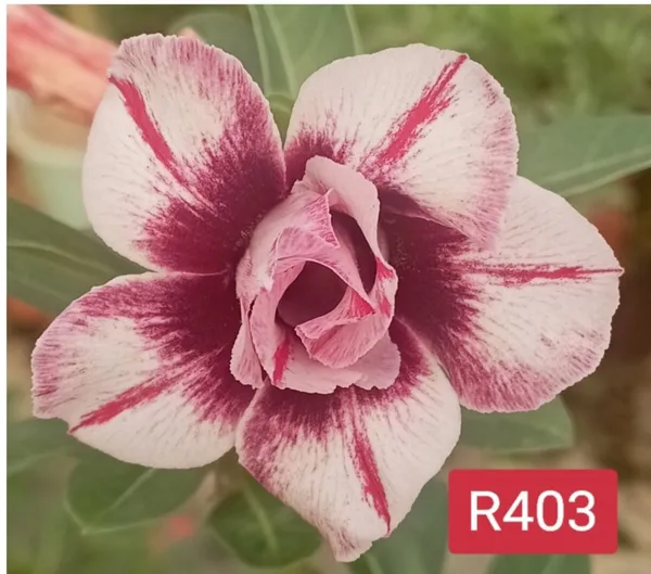Grafted_Adenium_Plant_R403_Without_Pots