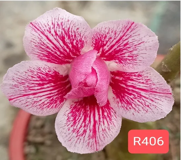 Grafted_Adenium_Plant_Cr406_Without_Pots