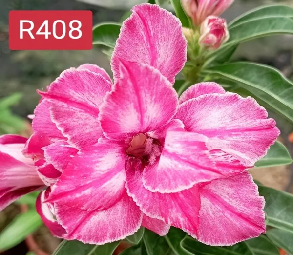 Grafted_Adenium_Plant_Cr408_Without_Pots