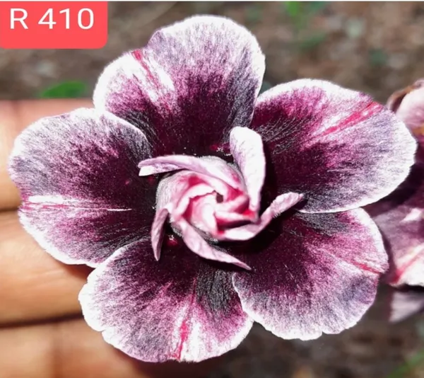 Grafted_Adenium_Plant_|_Without_Pots