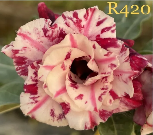 Grafted_Adenium_Plant_Cr420_Without_Pots
