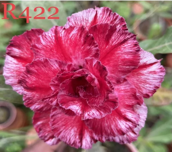 Grafted_Adenium_Plant_Cr422_Without_Pots
