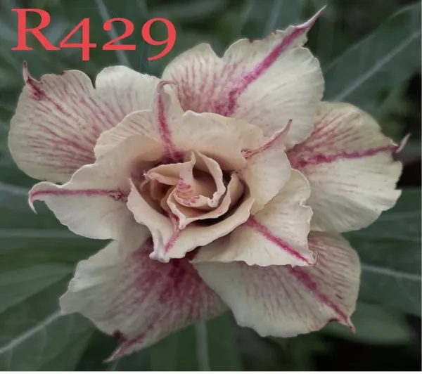 Grafted_Adenium_Plant_Cr429_Without_Pots