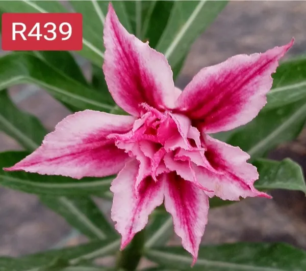 Grafted_Adenium_Plant_|_Without_Pots