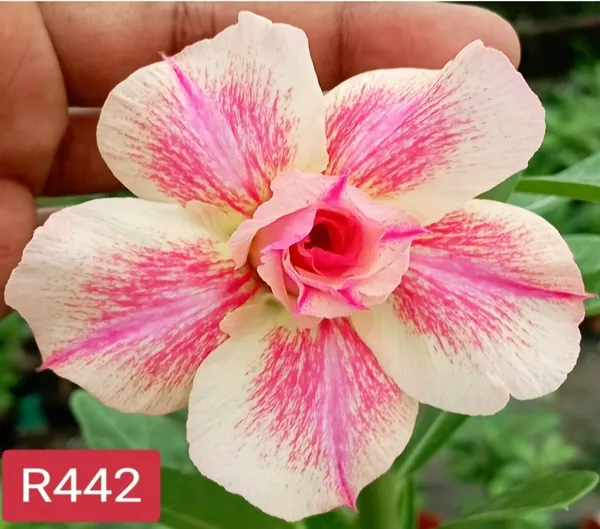 Grafted_Adenium_Plant_|_Without_Pots