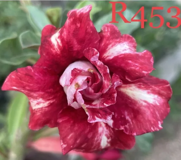 Grafted_Adenium_Plant_|_Without_Pots