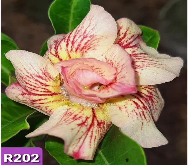 Grafted_Adenium_Plant_Cr202_Without_Pots